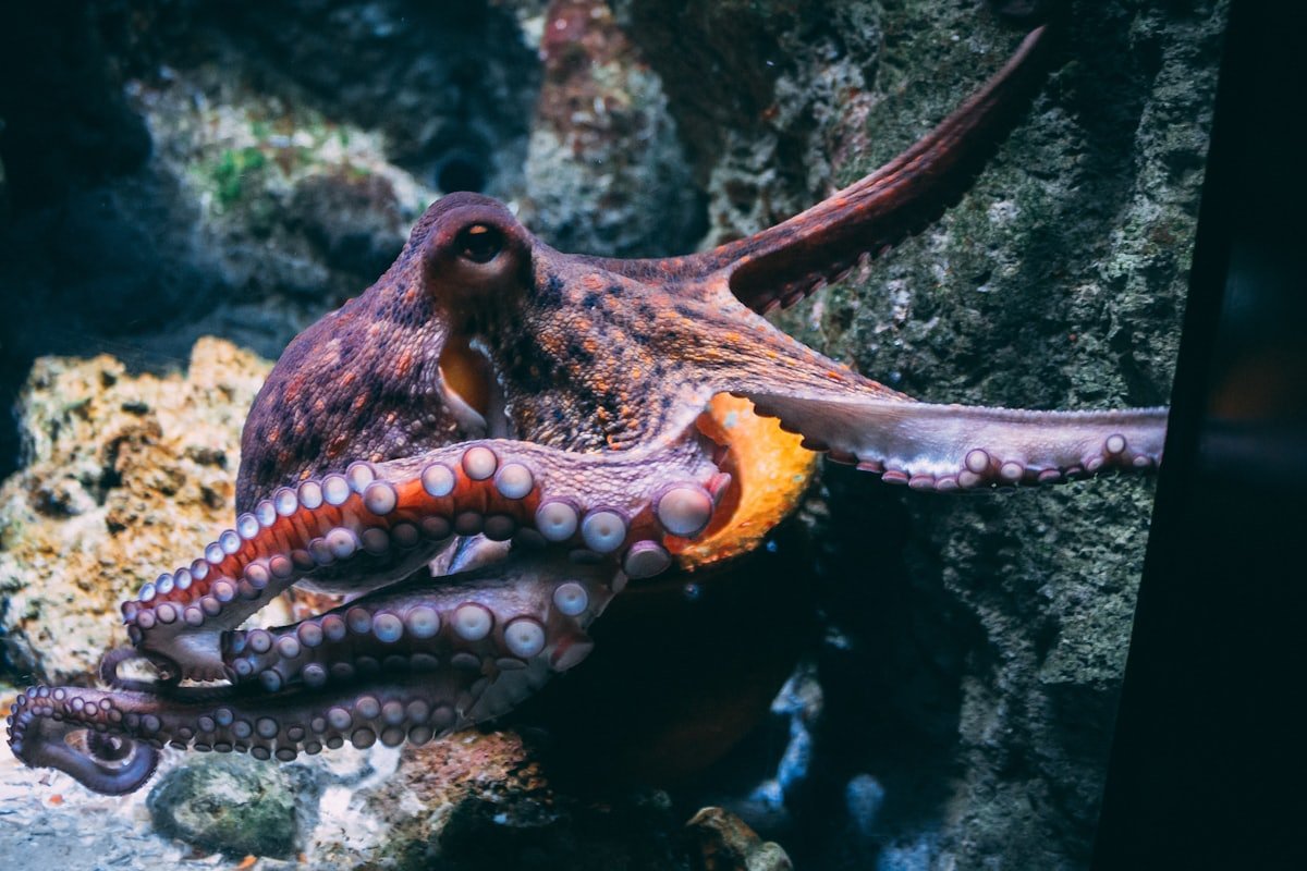 Pulpo en La Barca